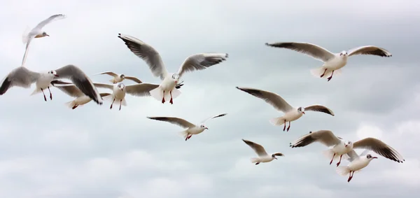 Flock flyger fiskmåsar — Stockfoto