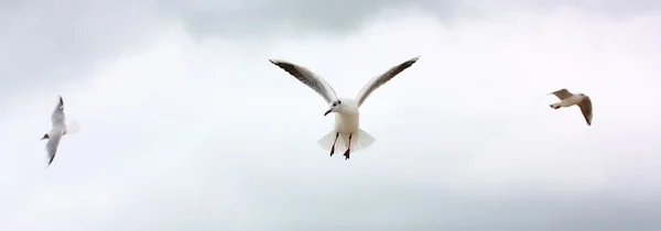 Three seaguls in flight — Stock Photo, Image