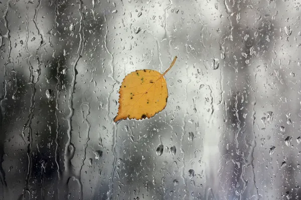 Дождь на окне с листьями — стоковое фото
