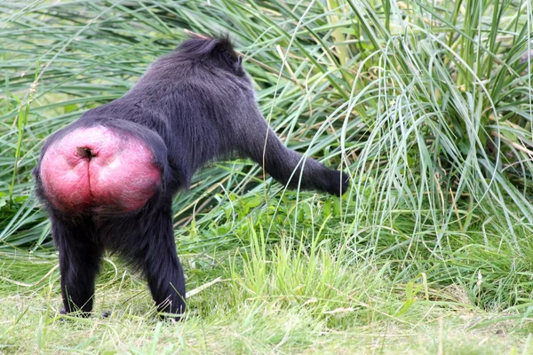 Macaco mostrando fundo e colhendo grama — Fotografia de Stock