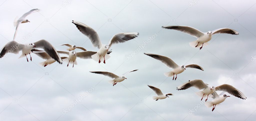 Flock of flying seagulls