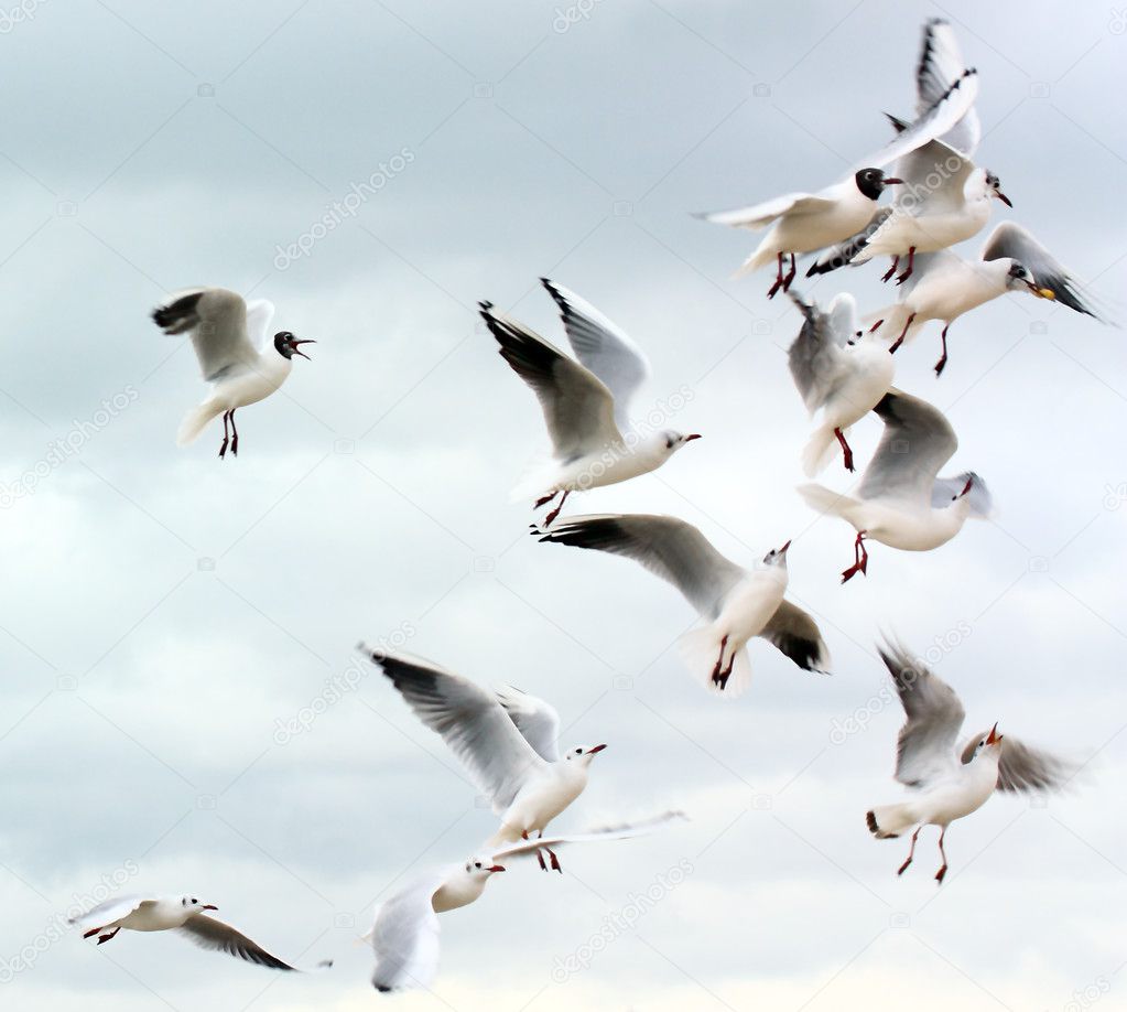 Seagulls fighting for food