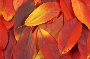 Pile of red autumn leaves closeup clipart