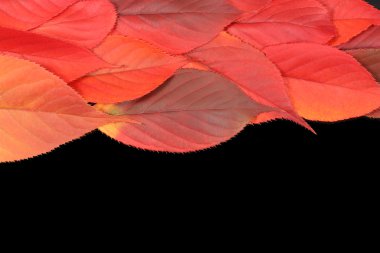 Autumn leaves on edge with copy space clipart