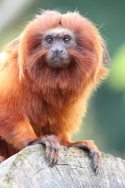 Macaco Tamarin Leão Dourado empoleirado em lo — Fotografia de Stock