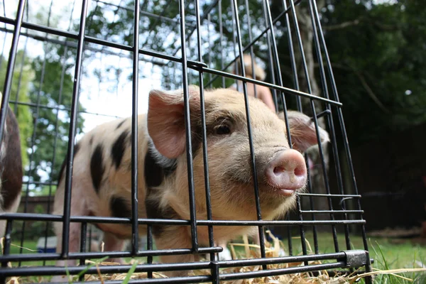 Piglet in cage — Stock Photo, Image