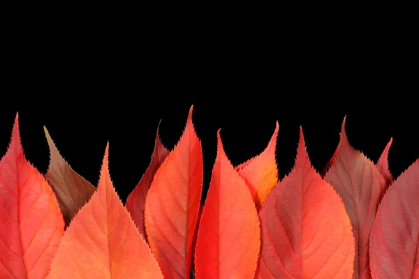 Rote Herbstblätter, die eine Feuerflamme bilden — Stockfoto