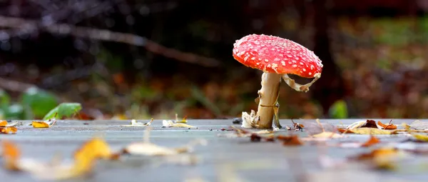 Wilde rode paddenstoel groeit via dek — Stockfoto