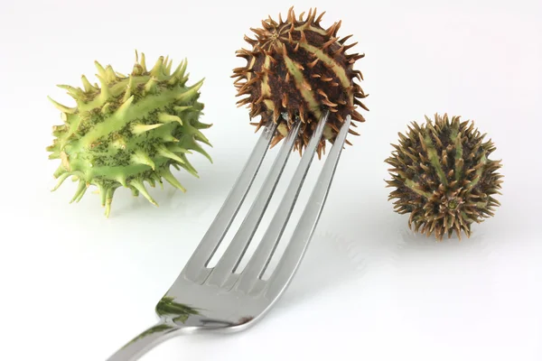 Spikey fruit on a fork — Stock Photo, Image