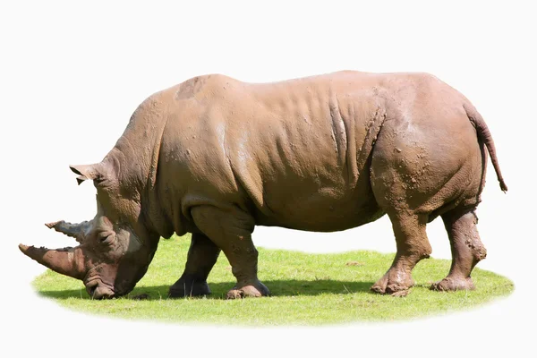 stock image Rhino isolated on a patch of grass