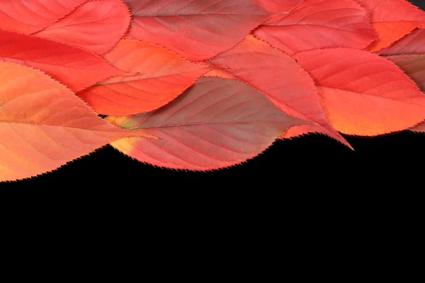 Осенние листья на краю с копировальным пространством — стоковое фото