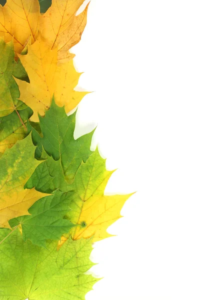 Осенние листья на краю с белым пространством — стоковое фото