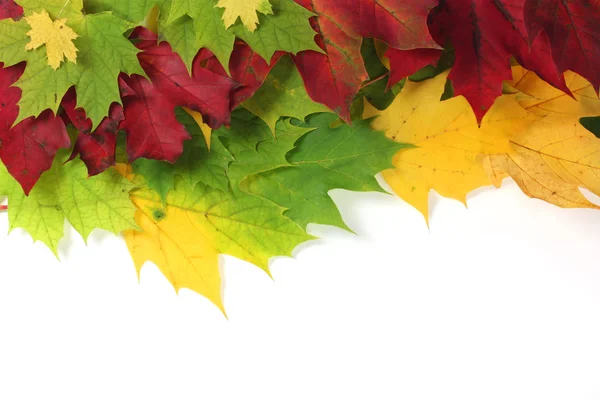 Autumn leaves on edge with white space — Stock Photo, Image
