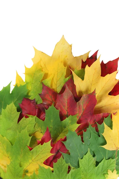 Autumn leaves spread with white space — Stock Photo, Image