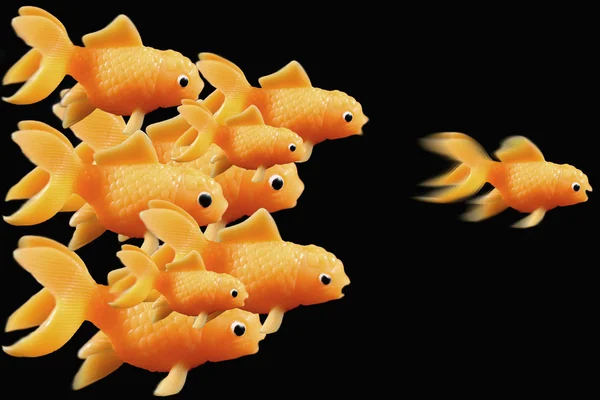 Goldfish ahead of the race — Stock Photo, Image