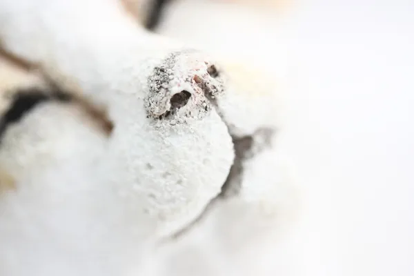 Bílý sníh zvíře — Stock fotografie