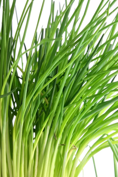 Зелёные травы — стоковое фото