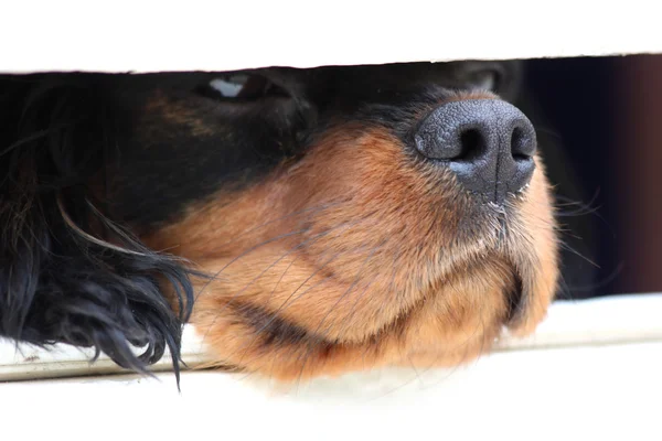 Dog looking though letterbox — Stock Photo, Image