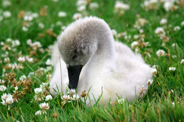 Baby goose sat in field — Stock Photo, Image