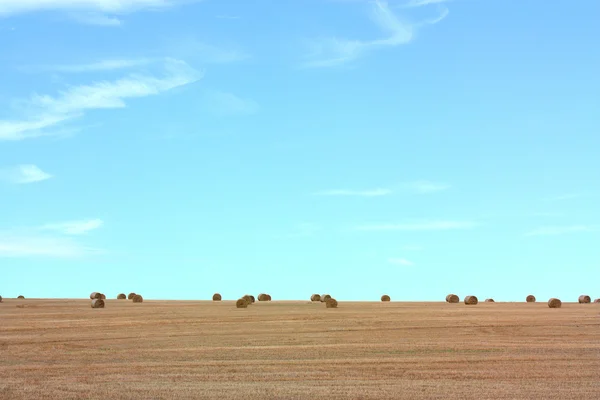 Harvested crops and clear skies — Stock Photo, Image