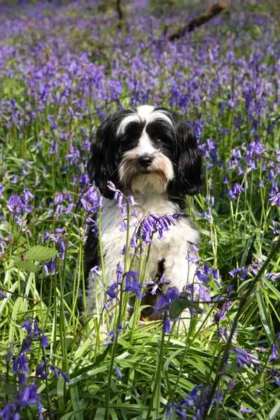 Cão bonito em um campo de sinos azuis — Fotografia de Stock