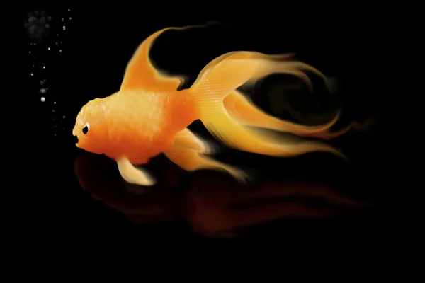 Mad Goldfish on black background — Stock Photo, Image