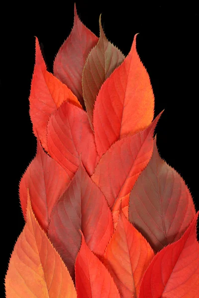 Flamme rouge de feuille d'automne — Photo