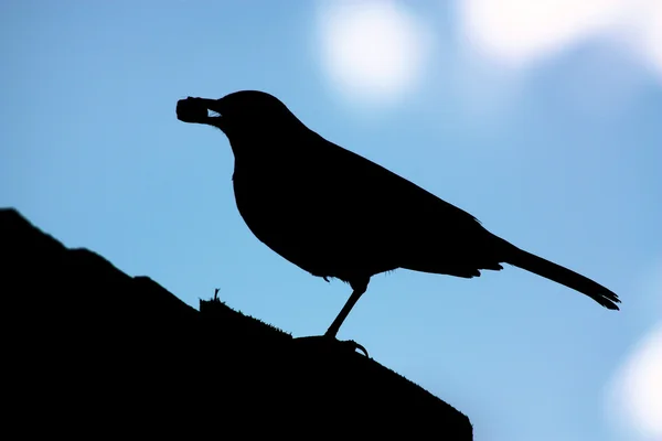 Blackbird silhouette with nut in mouth — Stock Photo, Image