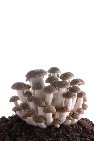 Mushroom klomp op bodem — Stockfoto