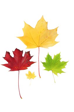 Autumn leaves isolated on white clipart