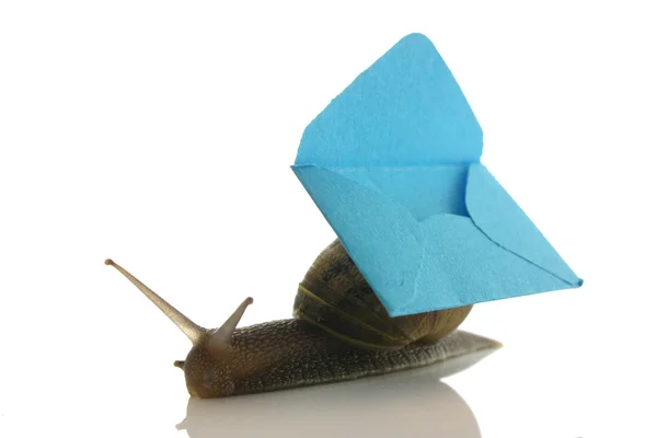Ślimak z mini koperty — Zdjęcie stockowe