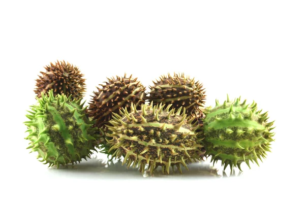 Spiky mentimis campuran buah pada backgro putih — Stok Foto
