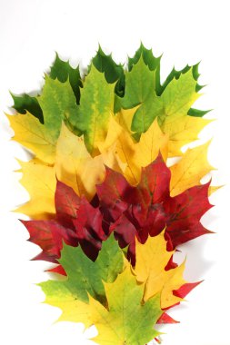 Autumn leaves in a fan shape clipart