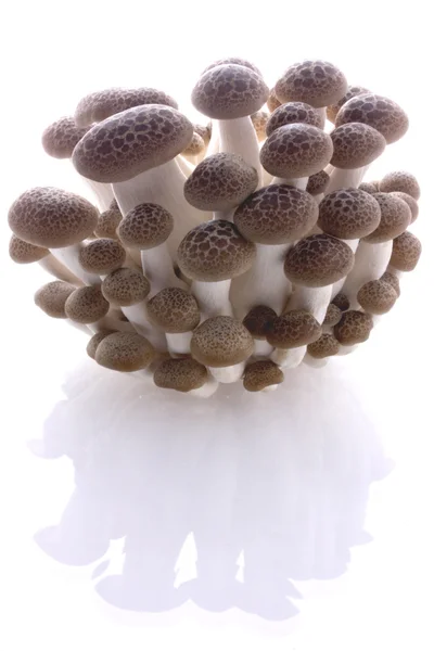 Bouquet de champignons sur le sol — Photo