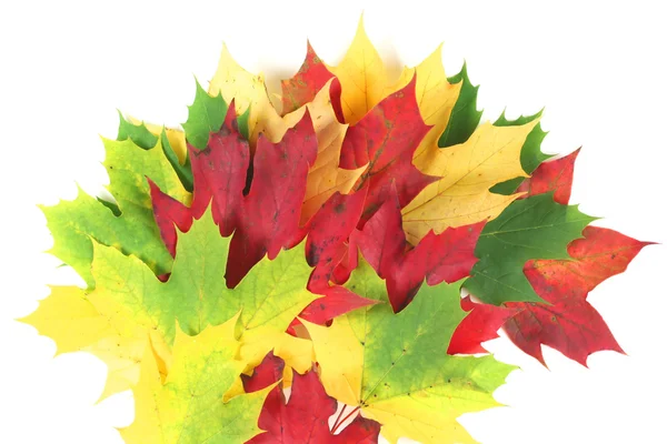 Autumn leaves splay with white space — Stock Photo, Image