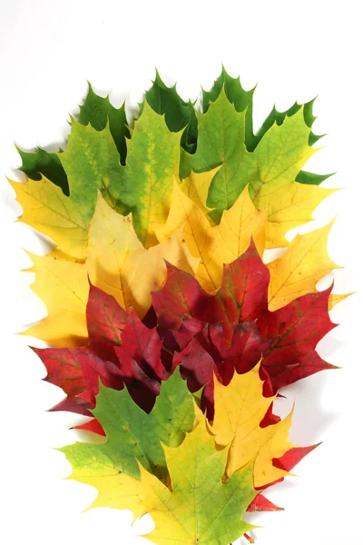 Autumn leaves in a fan shape — Stock Photo, Image