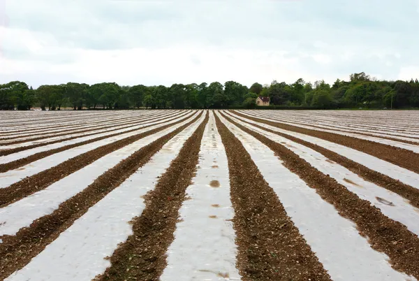 stock image Cultivated farmland