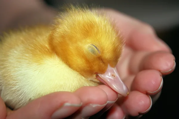 Baby duck asleep in hand — Stock Photo, Image