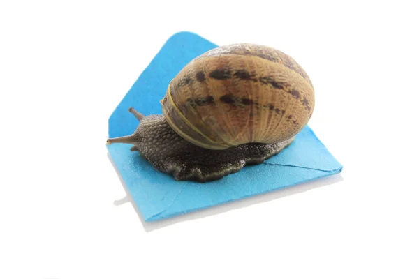 蜗牛邮件信封 — 图库照片
