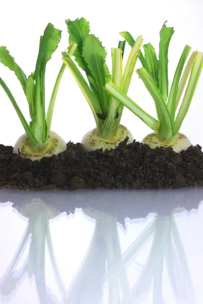 Three baby turnips growing in soil — Stock Photo, Image