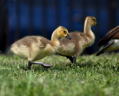 Baby Geese clipart