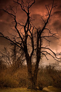 A Dead Tree In Satan's Backyard clipart