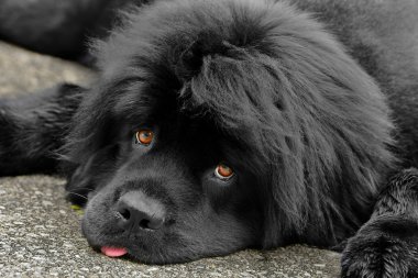 Newfoundland female dog clipart