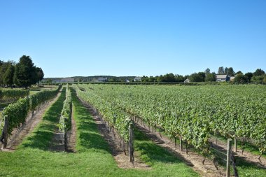 A Vineyard on Long Island clipart