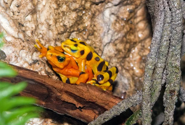 stock image A mating pair of poisonous frogs