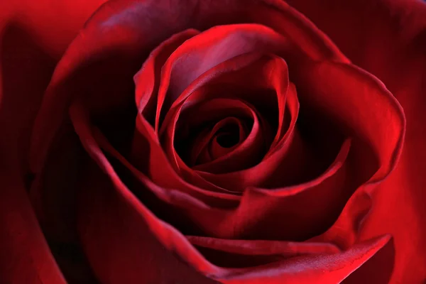 stock image A beautiful, soft red rose