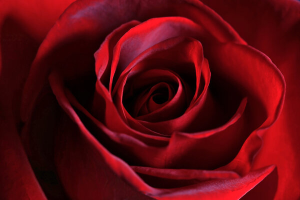 A beautiful, soft red rose