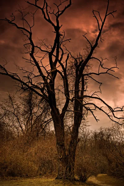 Een dode boom In Satans achtertuin Stockfoto