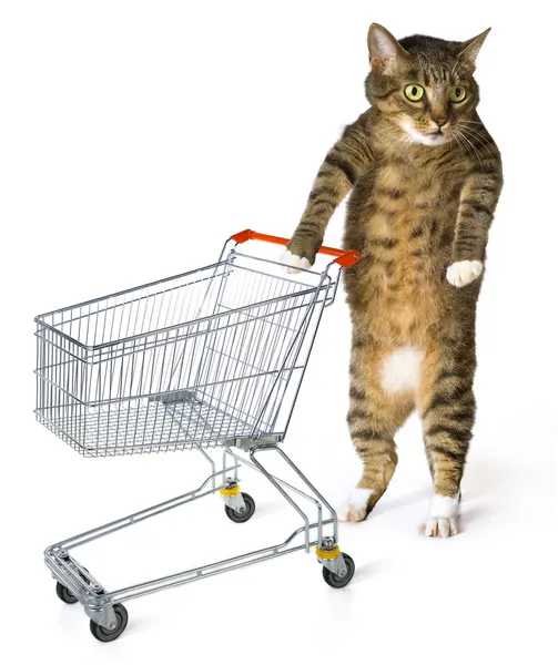 Spotřebitelské kočka — Stock fotografie