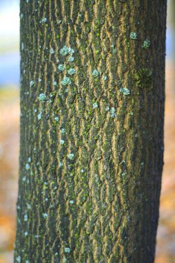 Bark of tree clipart